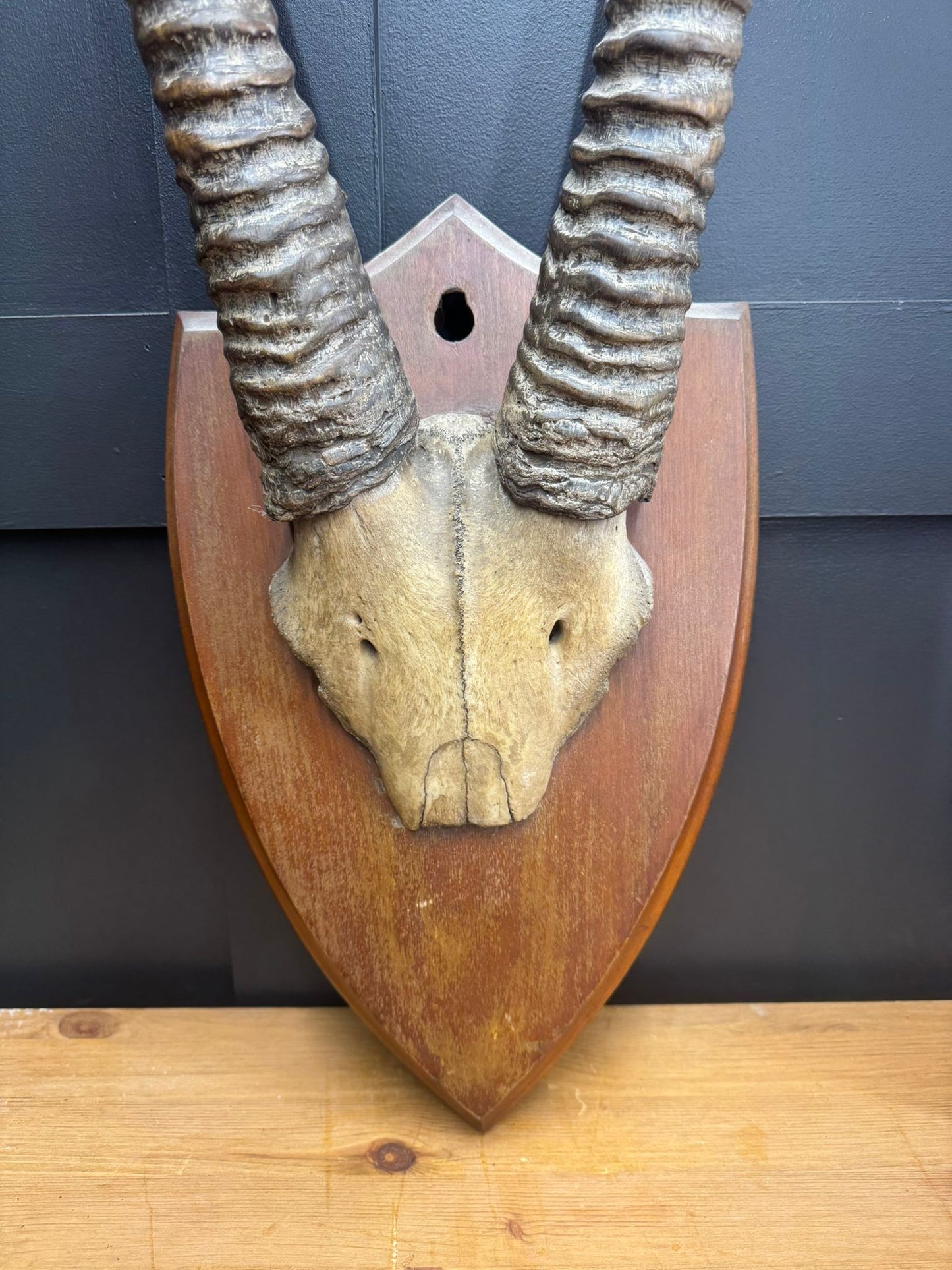 Vintage Taxidermy Oryx partial skull and horns On Wood Shield Large Antlers Rare